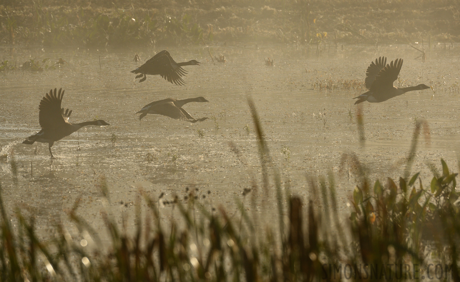 Branta canadensis interior [400 mm, 1/2000 sec at f / 8.0, ISO 500]